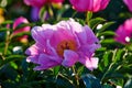 The Chinese herbaceous peony flower Royalty Free Stock Photo