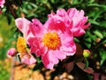 Chinese herbaceous peony flowers blooming Royalty Free Stock Photo