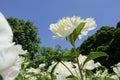 Chinese herbaceous peony flowers Royalty Free Stock Photo