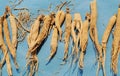 Chinese herbal medicine ginseng