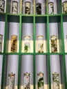 Chinese herbal medicine specimen