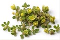 Chinese herbal medicine Tribulus terrestris on a white background