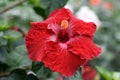 Chinese hibiscus