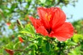 Chinese Hibiscus Beautiful red flower Hibiscus rosa-sinensis blossom, known as the Chinese rose. There are green leaves in the Royalty Free Stock Photo