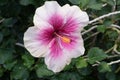 Chinese Hibiscus `Candy Striper`