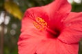 Chinese hibiscus, China rose. Detail of flower blossom. Hibiscus rosa-sinensis.