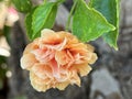 Chinese hibiscus, China rose or Hawaiian hibiscus Flower closeup (lat.- Hibiscus rosa-sinensis Royalty Free Stock Photo