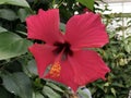 Chinese hibiscus, China rose, Hawaiian hibiscus, Rose mallow, Shoeblackplant or Hibiscus rosa-sinensis Flower Island Mainau Royalty Free Stock Photo