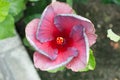 Chinese Hibiscus `Erin Rachael`