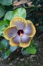 Chinese Hibiscus `Fifth Dimension`