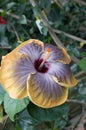 Chinese Hibiscus `Fifth Dimension`