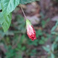 Chinese hibiscus flower bud in Garden, close up red hibiscus flowers bud on green leaf background - Latin name - Hibiscus rosa- Royalty Free Stock Photo