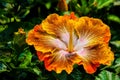 Chinese hibiscus flower with dew drops