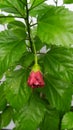 Chinese Hibiscus green Plant and Red Knop at West Bengal September 2021