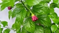 Green Plant with Red Knops of Chinese Hibiscus Desktop Background at West Bengal September 2021