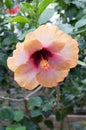 Chinese Hibiscus `Harry Boris`