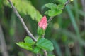 Horizontal Pink Chinese Hibiscus Flower bud stage Royalty Free Stock Photo