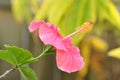 Pretty Pink Chinese Hibiscus flower open