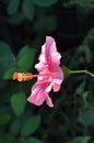 Vivid Pink Hibiscus Flower in Full bloom side view Royalty Free Stock Photo