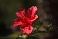 Chinese hibiscus (Hibiscus rosa-sinensis) Royalty Free Stock Photo