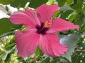 Chinese hibiscus Hibiscus rosa-sinensis L., China rose, Hawaiian hibiscus, Rose mallow or Shoeblackplant Royalty Free Stock Photo