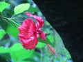 Chinese hibiscus Hibiscus rosa-sinensis L., China rose, Hawaiian hibiscus, Rose mallow, Shoeblackplant - Zoo ZÃÂ¼rich Royalty Free Stock Photo