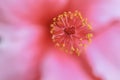 A macro image of the center of a pink Chinese Hibiscus