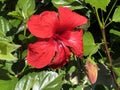 Chinese hibiscus Hibiscus rosa-sinensis L. China rose, Hawaiian hibiscus, Rose mallow, Shoeblackplant, Chinesischer Roseneibisch Royalty Free Stock Photo