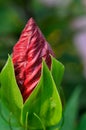 Chinese Hibiscus, Rose-of-China rosa-sinensis, malvaceae, red bud macro vertical Royalty Free Stock Photo