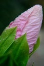 Chinese Hibiscus, Rose-of-China rosa-sinensis, pink bud macro vertical Royalty Free Stock Photo