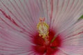 Chinese Hibiscus, Rose-of-China rosa-sinensis, pink flower macro horizontal Royalty Free Stock Photo