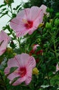 Chinese Hibiscus, Rose-of-China rosa-sinensis, pink flowers vertical Royalty Free Stock Photo