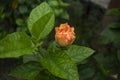 Chinese hibiscus or Shoeblackplant Hawaiian hibiscus rose Royalty Free Stock Photo