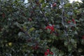 Chinese holly fruits
