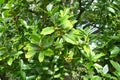 Chinese holly ( Ilex cornuta ) berries. Aquifoliaceae dioecious evergreen tree.