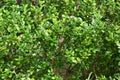Chinese holly ( Ilex cornuta ) berries. Aquifoliaceae dioecious evergreen tree.