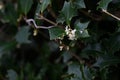 Chinese-holly ( Osmanthus heterophyllus ) flowers. Oleaceae evergreen tree.