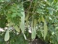 Chinese honey locust