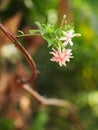 Chinese honey Suckle flower, Rangoon creeper,  red pastel colour tiny tropical fragrant flowers Royalty Free Stock Photo