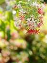 Chinese honey Suckle flower, Rangoon creeper,  red pastel colour tiny tropical fragrant flowers Royalty Free Stock Photo