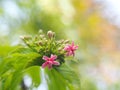 Chinese honey Suckle flower, Rangoon creeper,  red pastel colour tiny tropical fragrant flowers Royalty Free Stock Photo