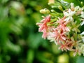 Chinese honey Suckle, Rangoon creeper, colorful red pink tiny tropical fragrant flowers Royalty Free Stock Photo