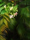 Chinese honey Suckle, Rangoon creeper, colorful red pink tiny tropical fragrant flowers Royalty Free Stock Photo