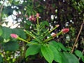 Chinese Honeysuckle flowers with green leaves in the garden. Ayurvedic, and Herbal treatments are raw medicinal herbs medicine. Royalty Free Stock Photo