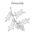 Chinese or horned holly Ilex cornuta , medicinal plant