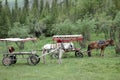 Chinese horse carriage Royalty Free Stock Photo