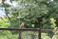 Chinese Hwamei on a fence