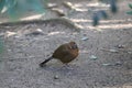 Chinese hwamei or melodious laughingthrush Garrulax canorus 2