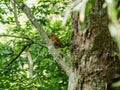 Chinese hwamei or melodious laughingthrush (Garrulax canorus). Fujisawa, Japan.