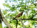 Chinese hwamei or melodious laughingthrush (Garrulax canorus). Fujisawa, Japan.